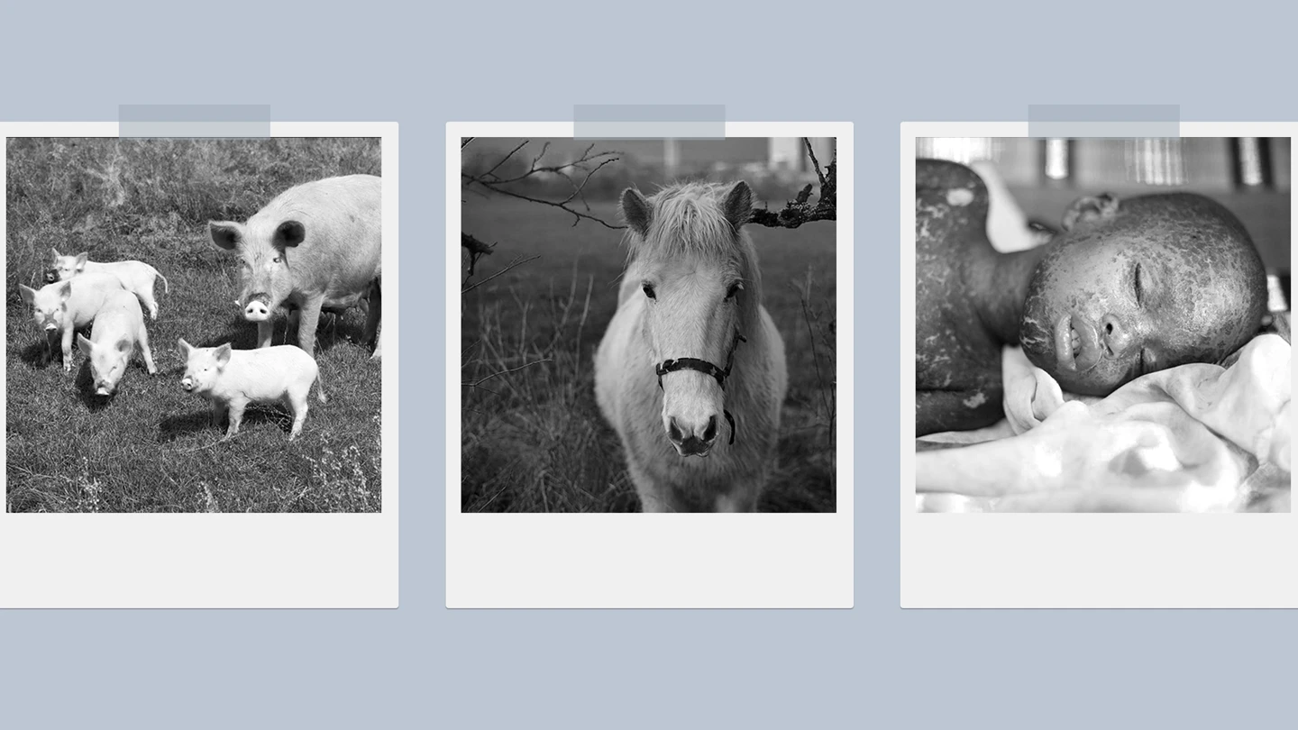 Pig, horse and child